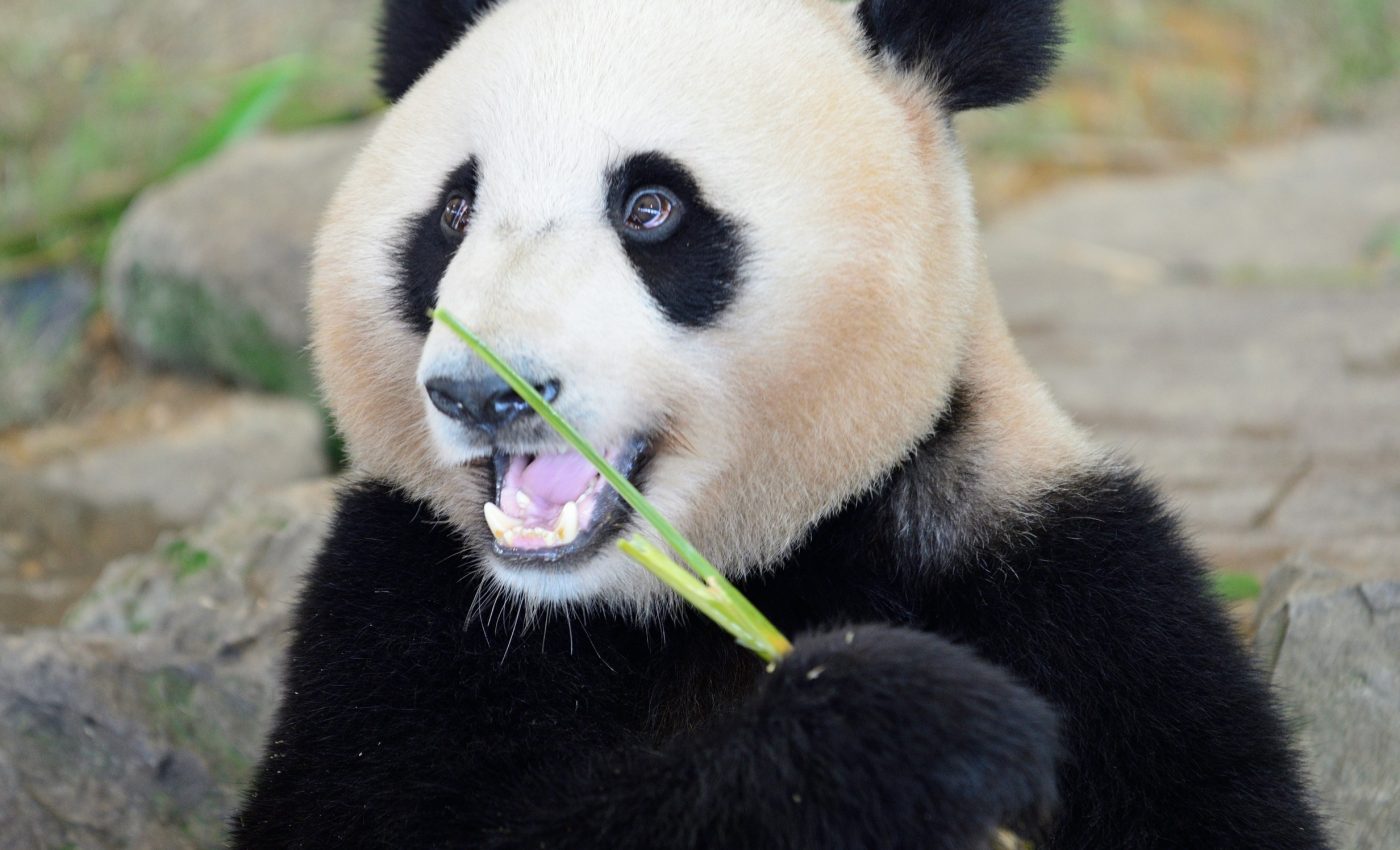 Captivity changes the gut bacteria of pandas and bears