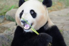 2025/10/Panda-bacteria2.jpg