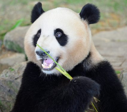 2025/10/Panda-bacteria2.jpg