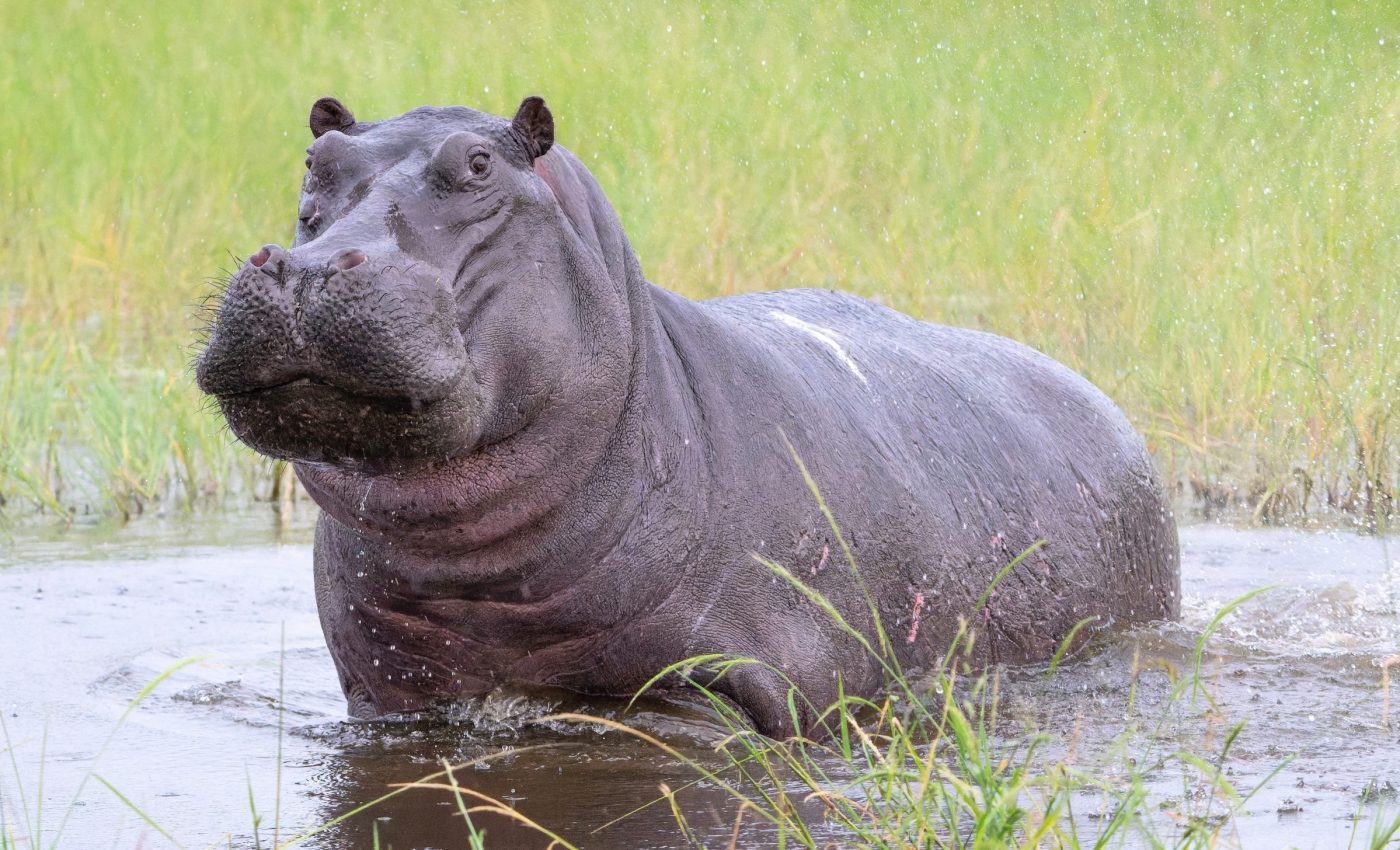 Hippos in the Ice Age? DNA reveals a survival story