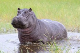 2025/10/Hippos-Ice-Age.jpg
