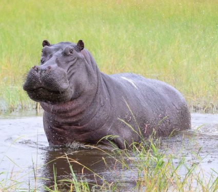 2025/10/Hippos-Ice-Age.jpg