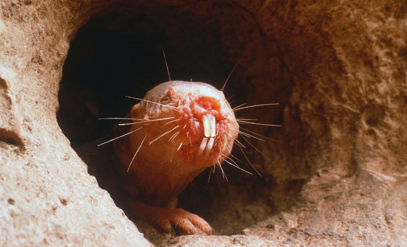 Scientists uncover secrets behind the extraordinarily long lives of a very odd rat