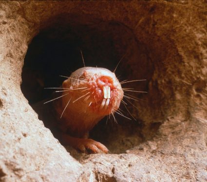 2025/10/Mole-rat-DNA.jpg