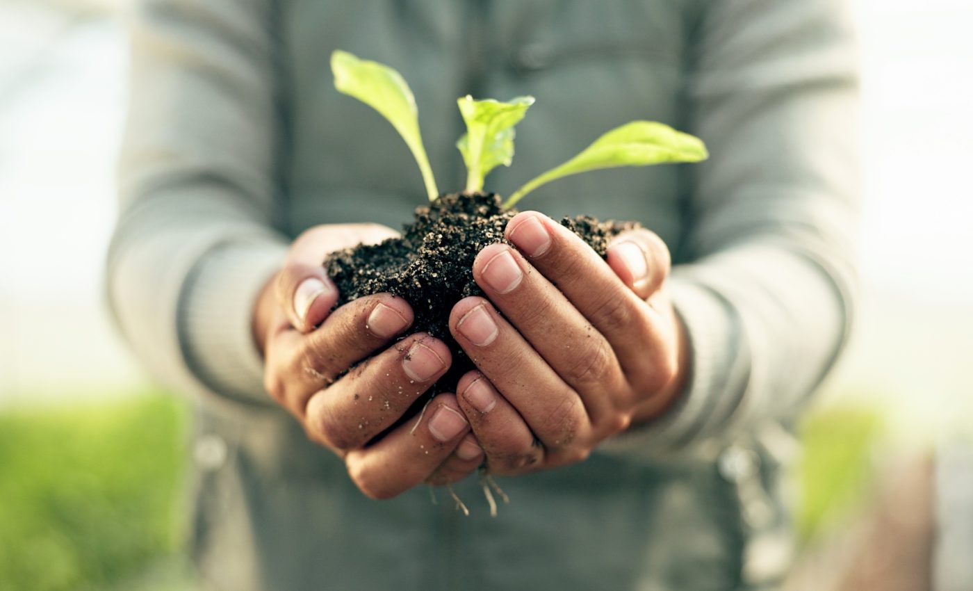 Our most powerful weapons against disease are growing in the garden