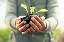 2025/10/Brassica-vegetables.jpg