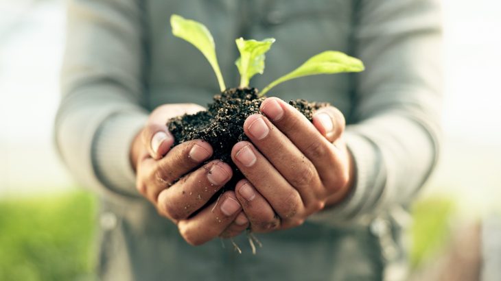 Our most powerful weapons against disease are growing in the garden