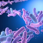 2025/10/Gut-bacteria-.jpg