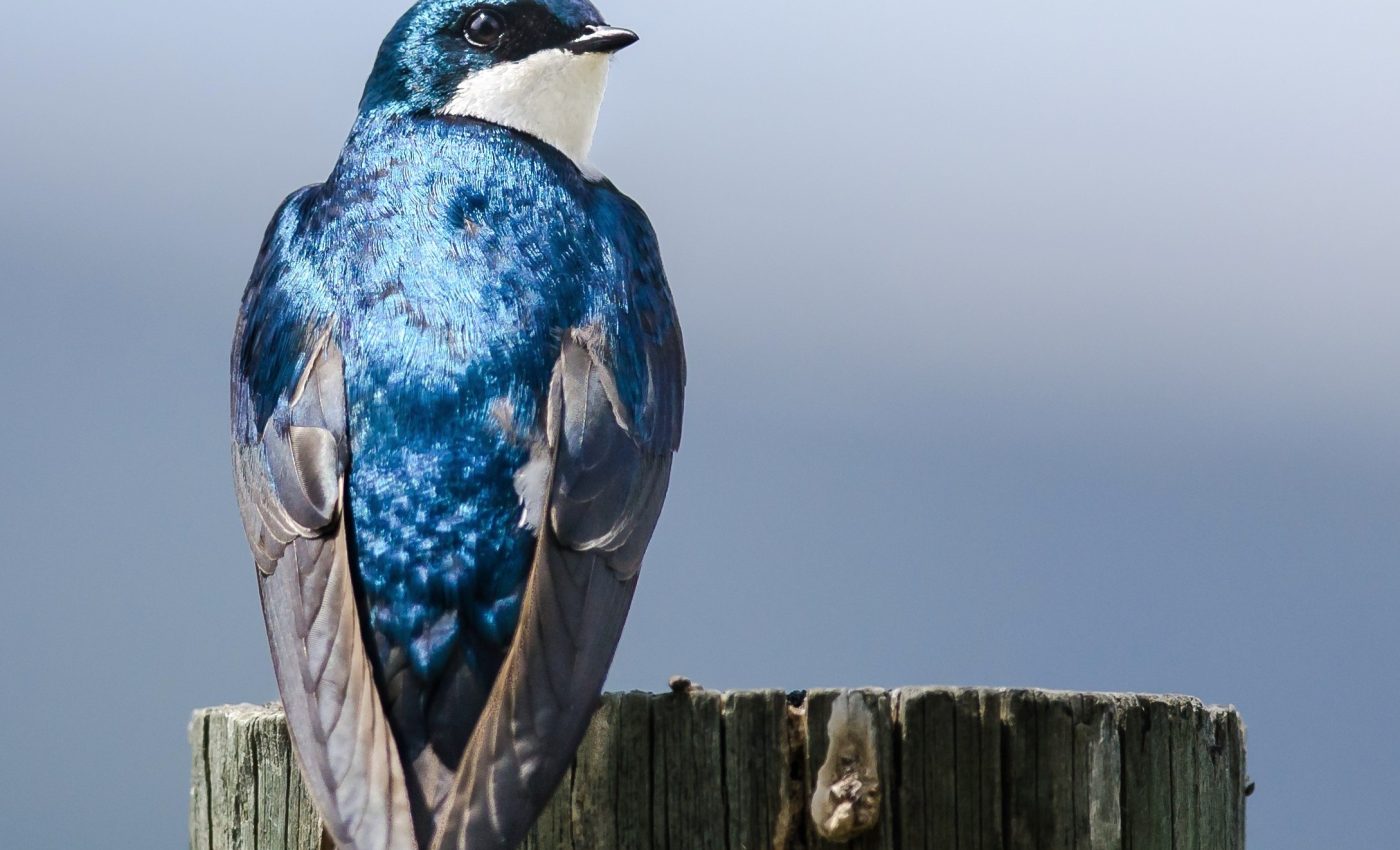 Tree swallows near U.S. military bases carry alarming pollution levels