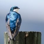 2025/10/Tree-swallows-pollution.jpg