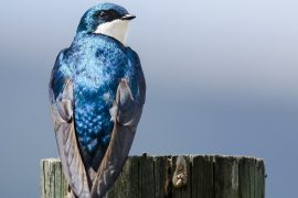 2025/10/Tree-swallows-pollution.jpg