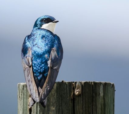 2025/10/Tree-swallows-pollution.jpg