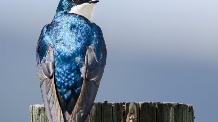 Tree swallows near U.S. military bases carry alarming pollution levels