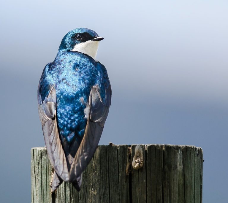 2025/10/Tree-swallows-pollution.jpg