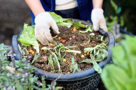 2025/10/Biochar-composting.jpg
