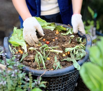 2025/10/Biochar-composting.jpg