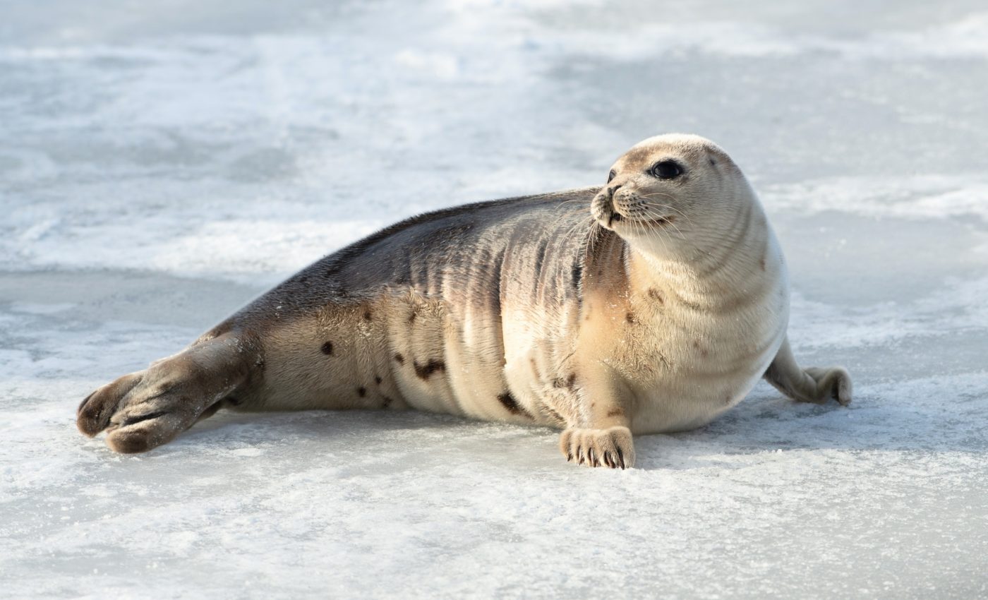 Arctic seals face extinction as global bird populations plummet