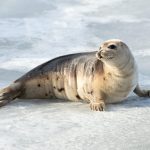 2025/10/Arctic-seals.jpg