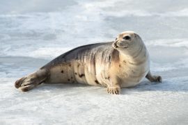 2025/10/Arctic-seals.jpg