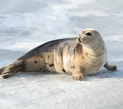 2025/10/Arctic-seals.jpg