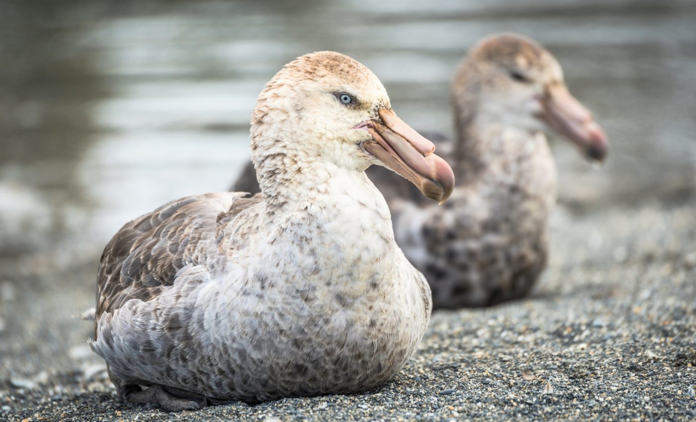 Antarctic seabirds use teamwork to survive in a frozen desert