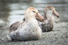 2025/10/Seabirds-teamwork.jpg
