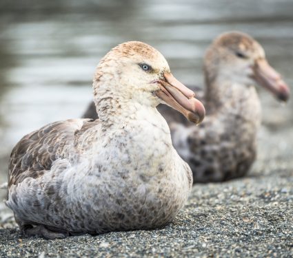 2025/10/Seabirds-teamwork.jpg