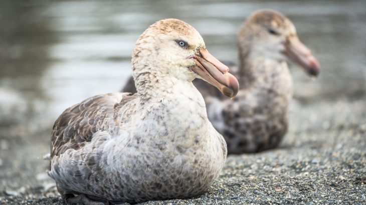 Antarctic seabirds use teamwork to survive in a frozen desert