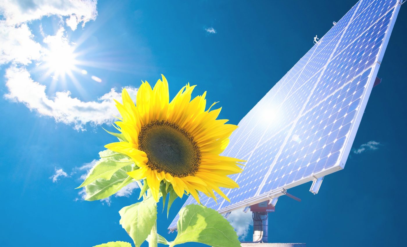 Wildflowers turn solar farms into havens for bumblebees