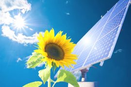 2025/10/Solar-farms-bees.jpg