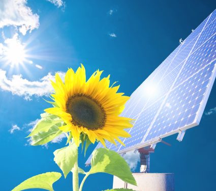 2025/10/Solar-farms-bees.jpg