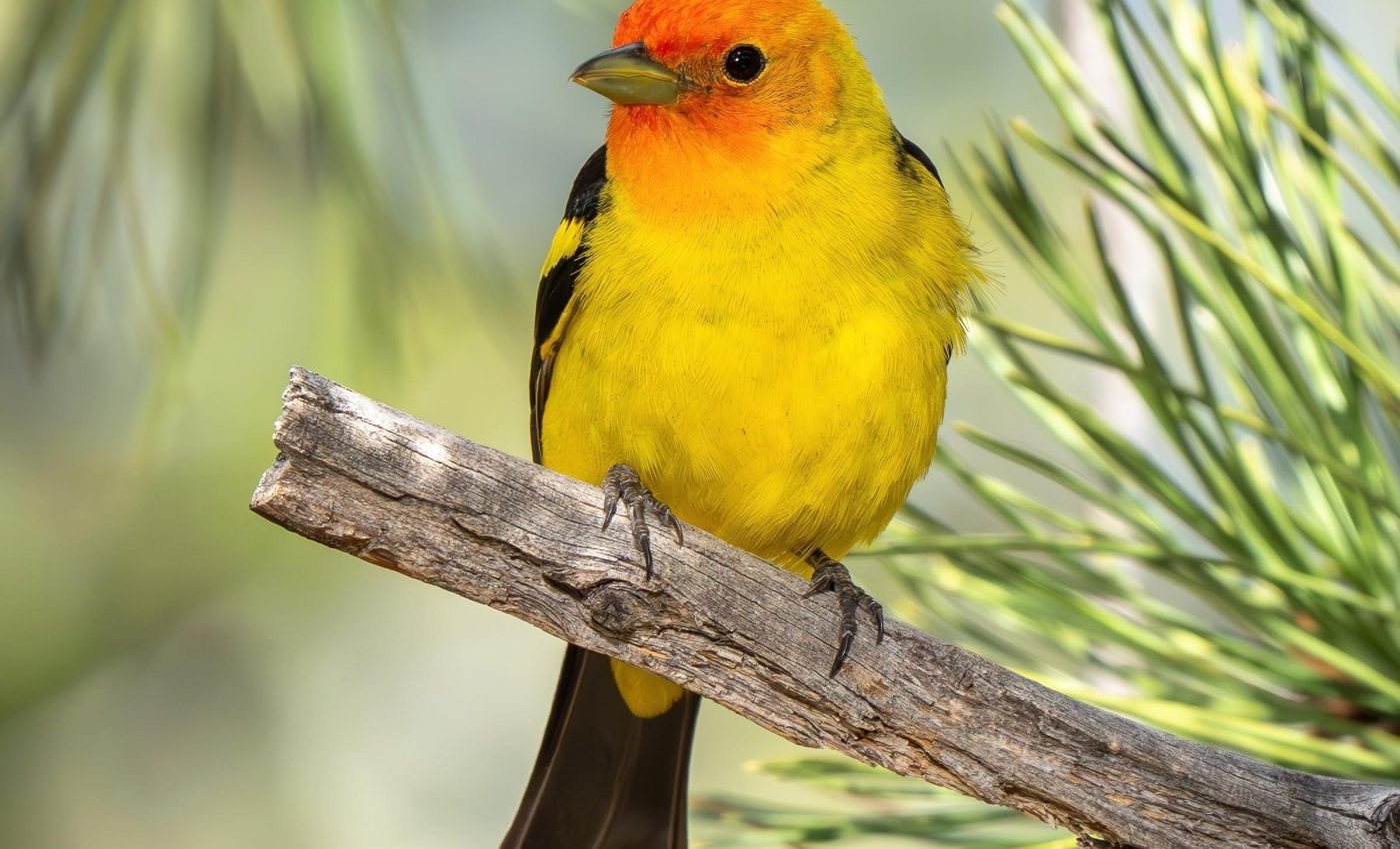 Some wildfires can actually help birds thrive for decades
