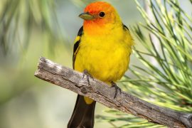 2025/10/Fire-birds.jpg