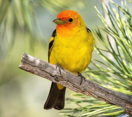 2025/10/Fire-birds.jpg