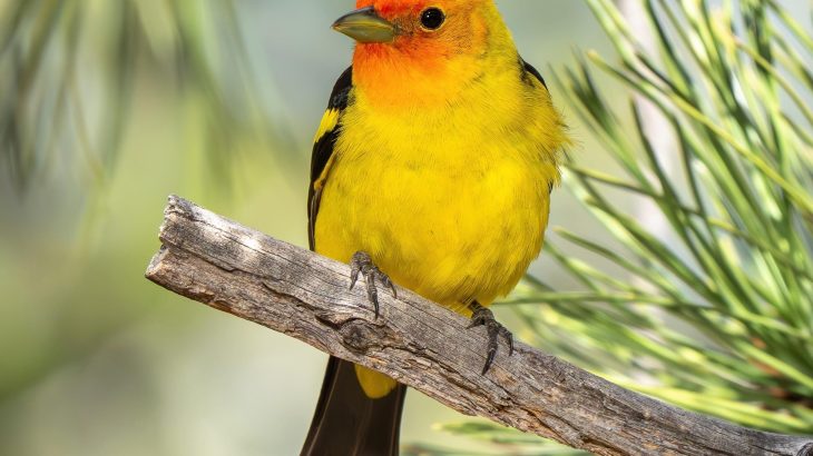 Some wildfires can actually help birds thrive for decades