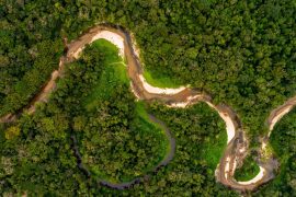 2025/10/amazonian-flies-bacterium-andean-fever.jpg