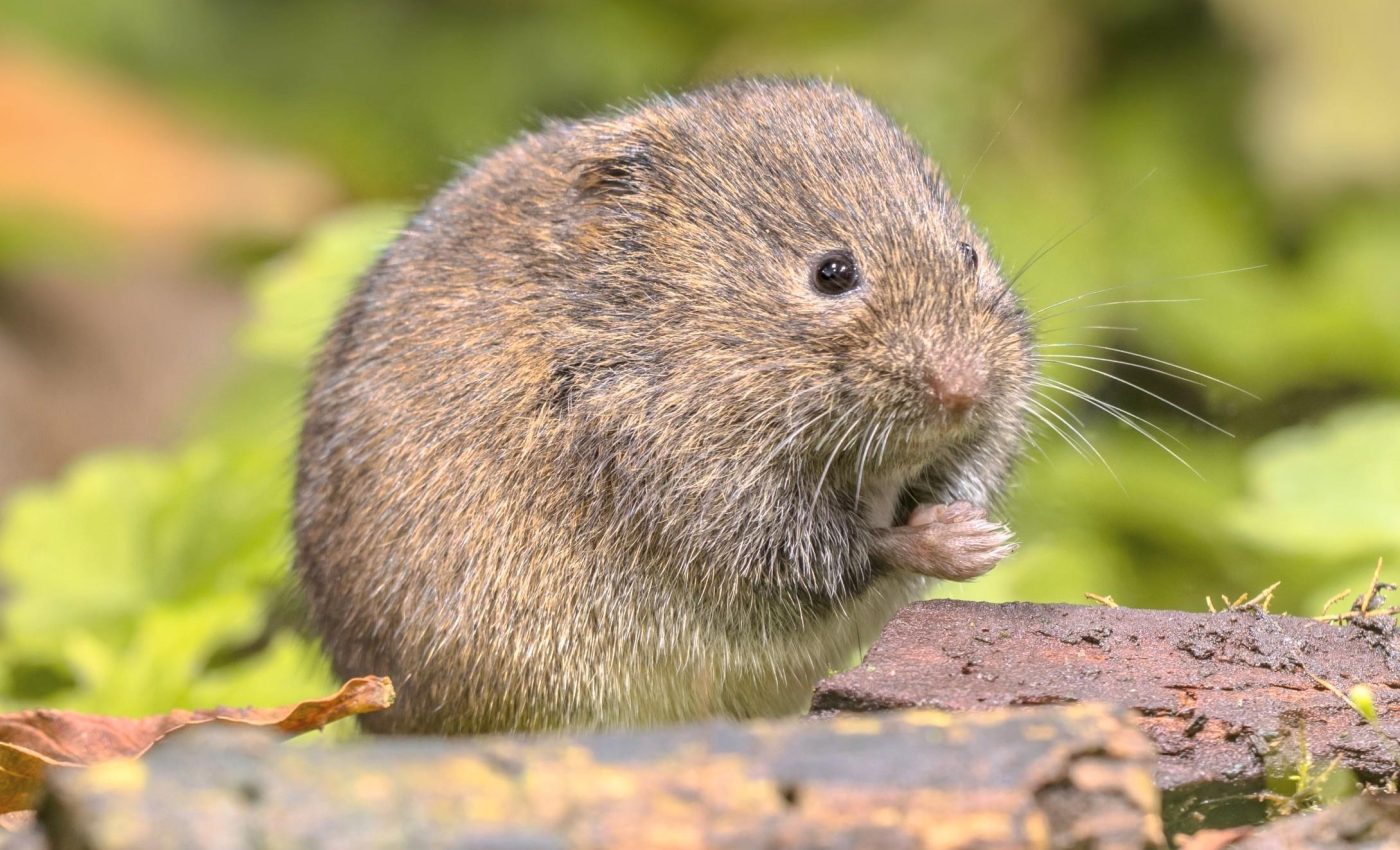 Simple change in vole teeth rewrote their evolutionary story
