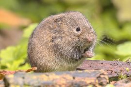 2025/10/vole-teeth-.jpg