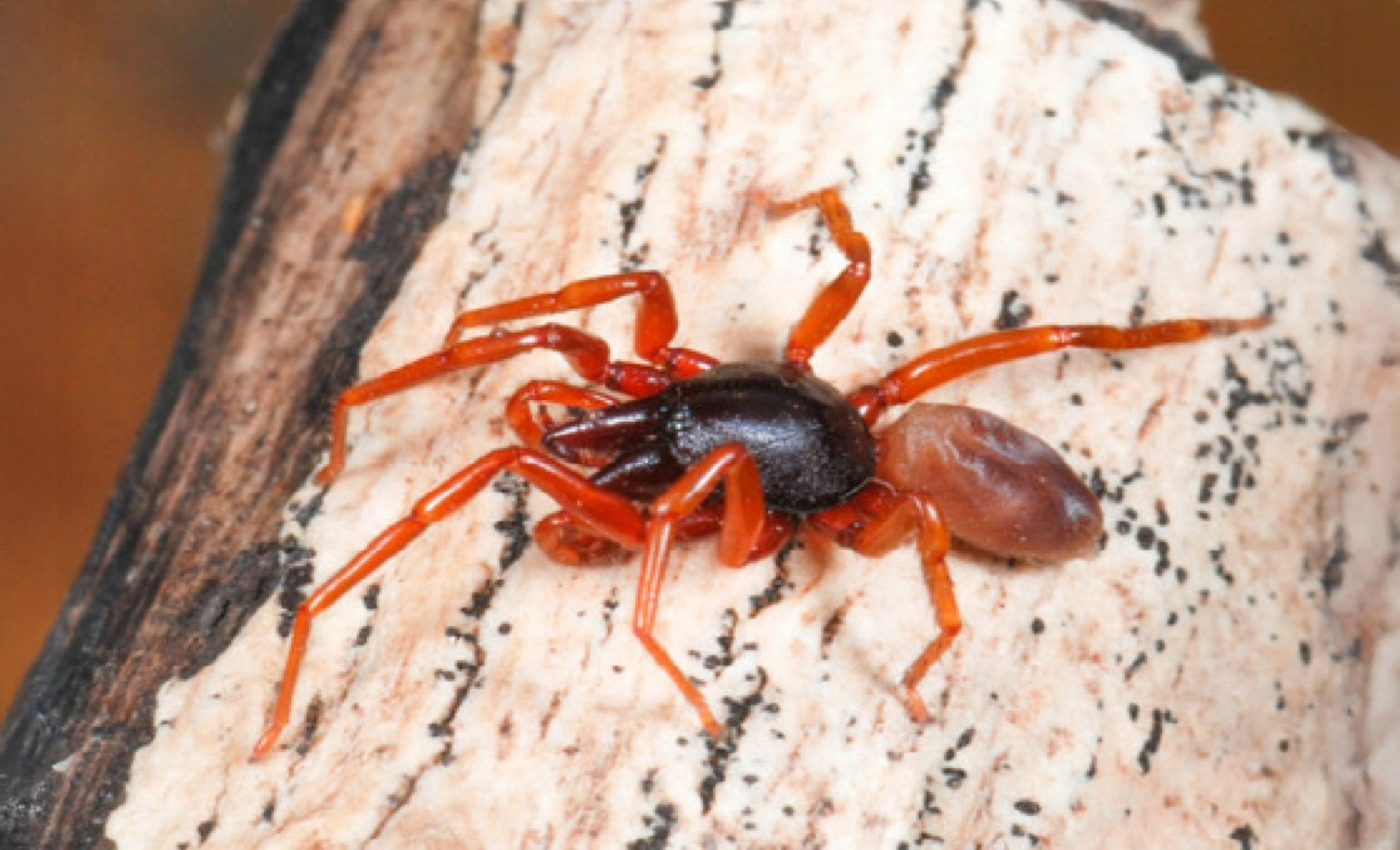 Small island spider sheds unnecessary DNA to survive