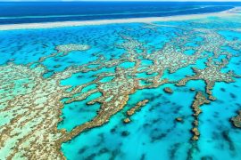 2025/10/coral-collapse.jpg