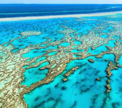 2025/10/coral-collapse.jpg