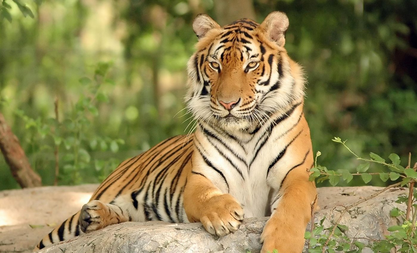 Tigers were saved from collapse, but their recovery has now stalled