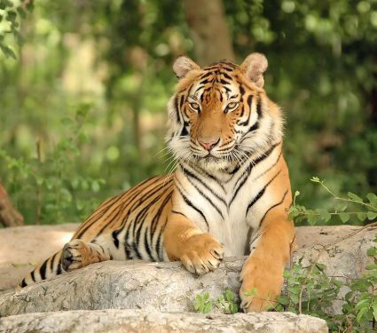 2025/10/Tiger-recovery-.jpg