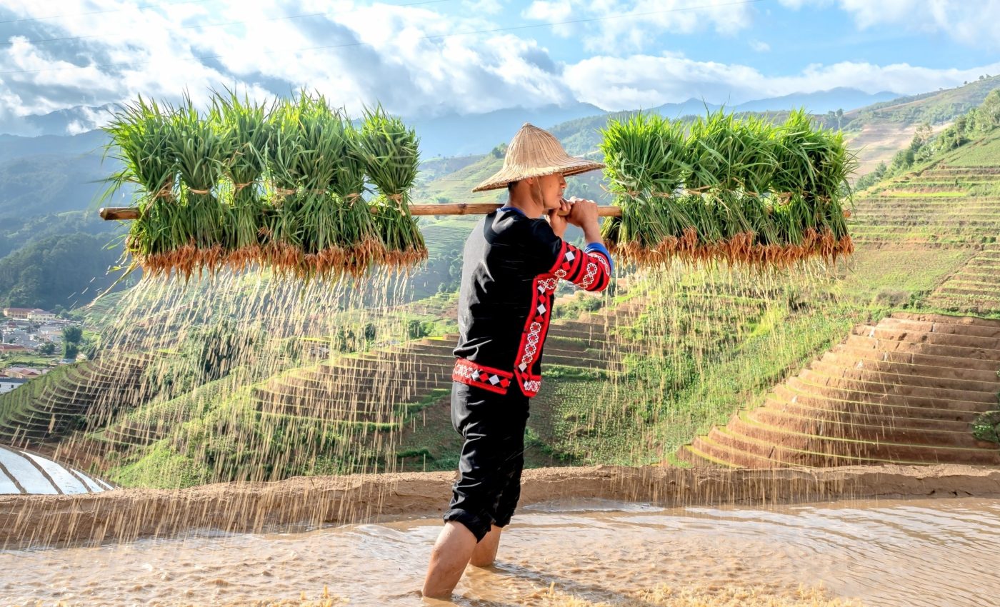 Planting certain types of rice could help curb methane emissions