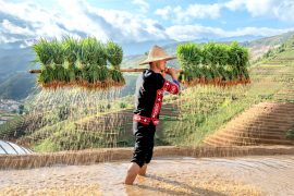 2025/10/Rice-methane.jpg