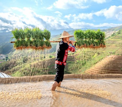 2025/10/Rice-methane.jpg