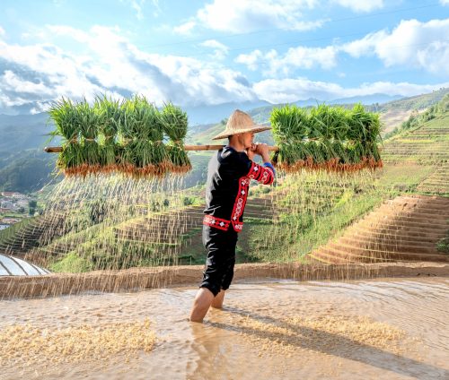 2025/10/Rice-methane.jpg