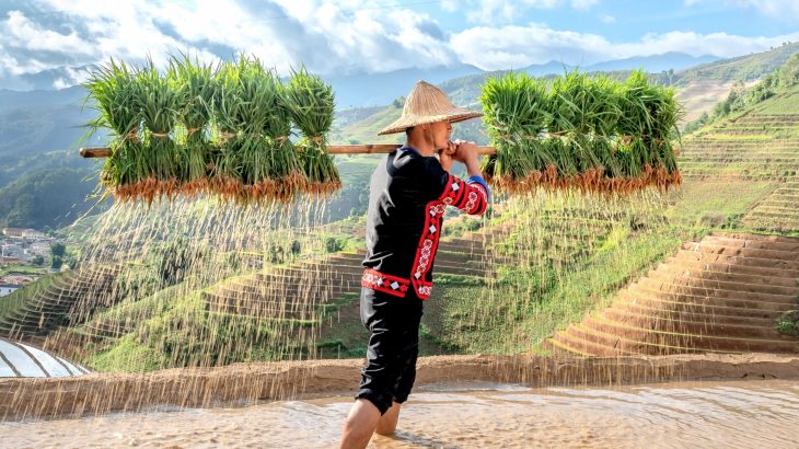 Planting certain types of rice could help curb methane emissions