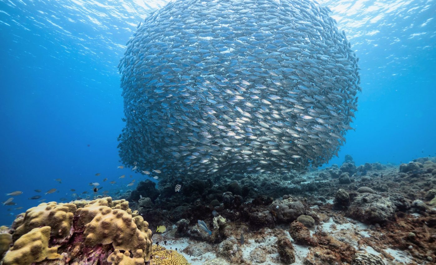 Flock mentality: How animals’ brains align naturally