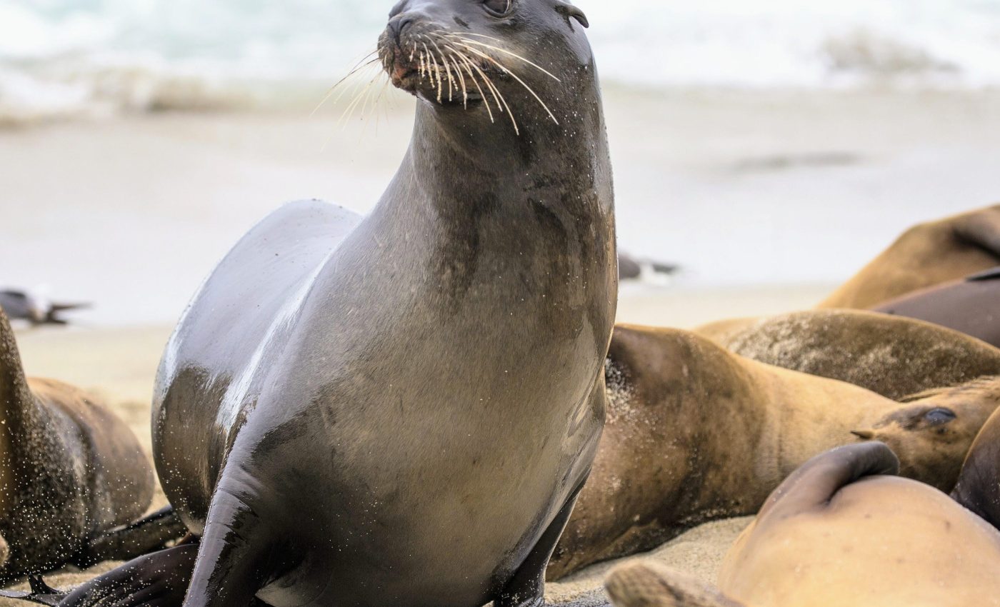 Deadly disease is spreading quickly among California sea lions